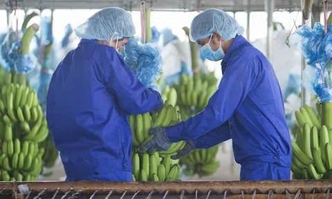 Cổ phiếu của Hoàng Anh Gia Lai (HAG) tăng hết biên độ, về đỉnh 10 năm