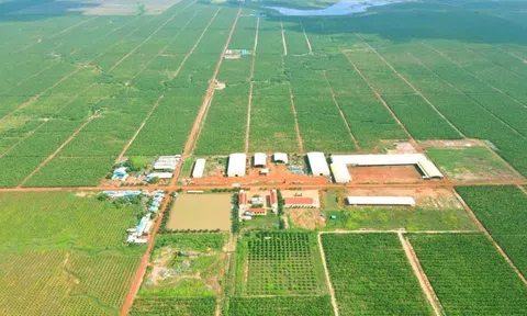 Lỗ sau soát xét của HAGL Agrico tăng thêm 61 tỷ, kiểm toán nghi ngờ khả năng hoạt động liên tục