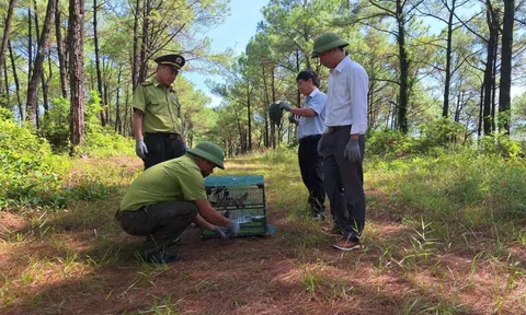Giải cứu chim rừng giữa mùa Vu Lan, Huế quyết dẹp “nạn” phóng sinh sai cách