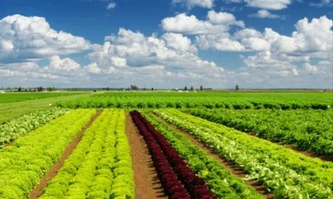 Pan Farm báo lãi trăm tỷ, nợ vay ngân hàng tăng vọt gấp 4 lần