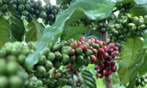 Dồn vốn cho dâu tằm và cà phê, công ty con của Hoàng Anh Gia Lai (HAG) điều chỉnh loạt điều khoản trái phiếu 1.000 tỷ