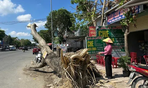 Hơn nửa tháng sau bão, đô thị Nghệ An vẫn ngổn ngang cây xanh gãy đổ