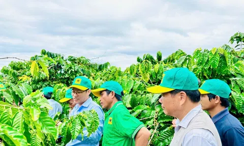 Canh tác cà phê thông minh: Định hướng phát triển bền vững trong bối cảnh biến đổi khí hậu
