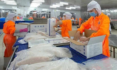 Cổ phiếu ANV của Thủy sản Nam Việt bật tăng sau tin vui từ cổ tức