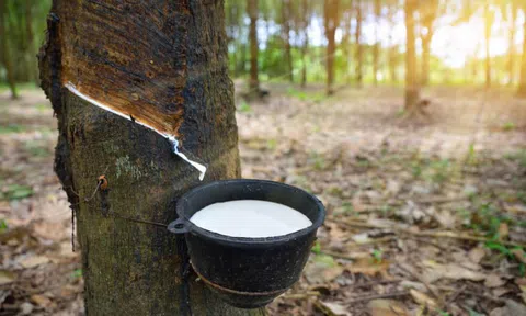 Nhờ hợp đồng thuê mới, Phát triển Đô thị và Khu công nghiệp Cao su Việt Nam (VRG) báo lãi trở lại trong quý III/2025