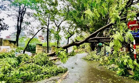 Quy định về bồi thường khi cây xanh gãy, đổ làm thiệt hại về người hoặc tài sản từ ngày 9/10