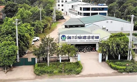 Dược liệu Việt Nam (DVM): Dòng tiền dương 112 tỷ, tỷ lệ thắng thầu 89,8%, cổ phiếu vẫn giao dịch 'dưới mệnh giá'