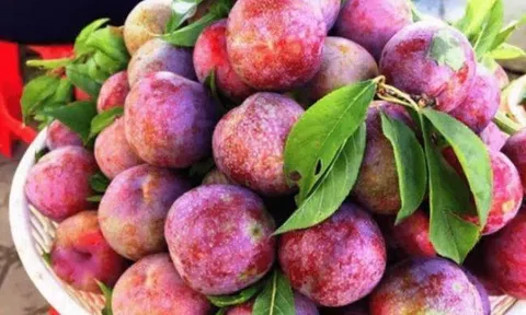 Quả mận: Có thể ổn định đường huyết tự nhiên mà ít người biết