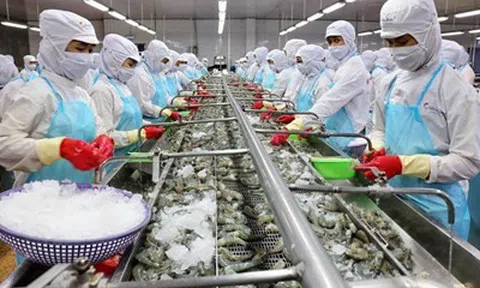 Minh Hải Jostoco (JOS) báo lãi 526 triệu đồng, lãnh đạo giải trình 'vẫn lỗ' do chưa hạch toán lãi vay quá hạn 241 tỷ