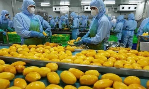 Khuyến cáo doanh nghiệp cập nhật quy định mới của Trung Quốc về xuất khẩu thực phẩm