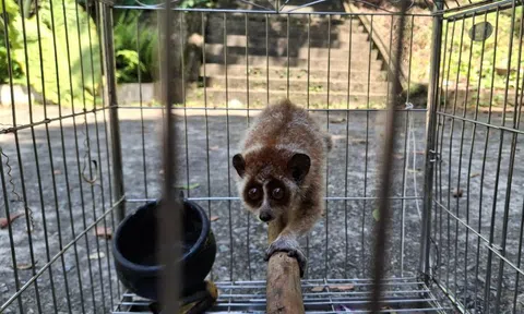 Bảo tồn động vật hoang dã: Từ chủ trương đến thực tiễn