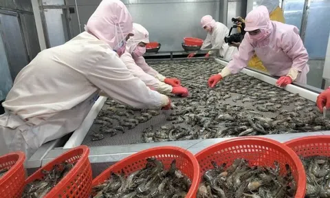 Xuất khẩu tôm Việt Nam "bùng nổ" tại thị trường châu Á