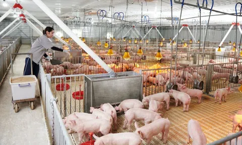 Nông nghiệp Hòa Phát (HPA) IPO: Lãnh đạo thế chấp gần 1.600 tỷ đồng cổ phiếu HPG