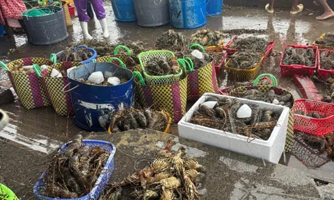 Thực hư thông tin "giải cứu" tôm hùm cho bà con Phú Yên trên mạng xã hội