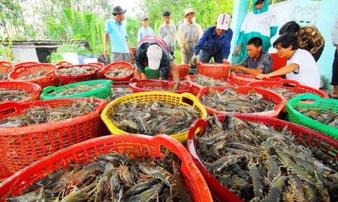 Trung Quốc trở thành động lực lớn nhất cho xuất khẩu tôm tháng 10