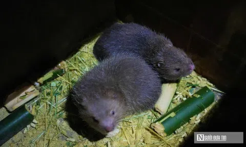 Người dân miền núi Nghệ An thu lời cao từ con siêu gặm nhấm