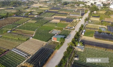 Hai “thủ phủ” quất- hoa xứ Thanh tăng tốc vào vụ Tết