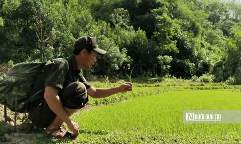 Chuyện ít biết về những người gieo "tương lai xanh" giữa núi rừng