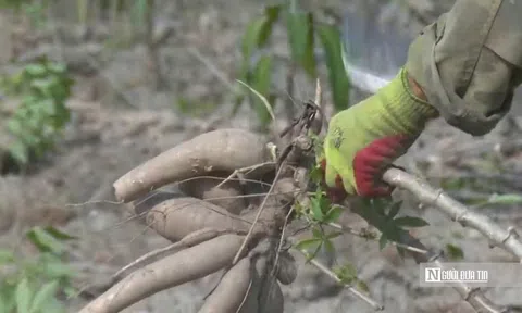 Để nông dân thoát cảnh "bán cả tạ sắn chưa bằng một ngày phụ hồ"