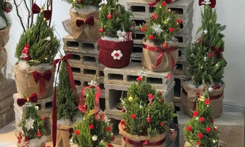 Cây thông, tùng mini “cháy hàng” mùa Noel 2025