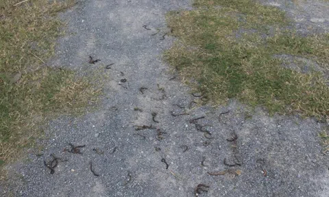 Thông tin về nguyên nhân hiện tượng giun bò lên mặt đất chết hàng loạt ở Quảng Trị