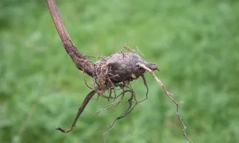 Loại cây "kẻ thù nhà nông" mọc um tùm sau mưa không ngờ có giá 350.000 đồng/kg