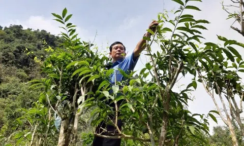 Vững bước thoát nghèo – Lan tỏa sức mạnh từ những mô hình sinh kế bền vững