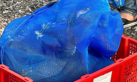 Số phận 676 cá thể rắn hổ mang vận chuyện ‘lậu’ ở Quảng Trị sẽ ra sao?