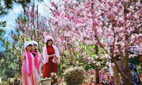 Ngắm hoa anh đào nở nhuộm hồng Măng Đen