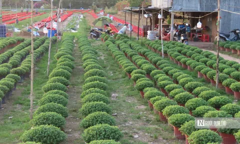 Làng hoa An Cư tất bật vụ Tết, cung ứng hàng chục nghìn chậu hoa ra thị trường