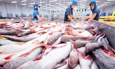 VASEP: Xuất khẩu thủy sản vượt 11 tỷ USD năm 2025, dự báo còn gặp khó năm 2026