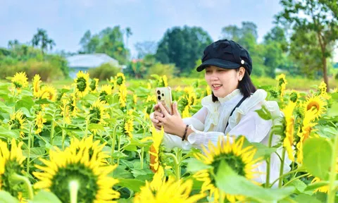 Đổ xô check-in vườn hoa hướng dương “khổng lồ” ở Quảng Ngãi ngày cận Tết