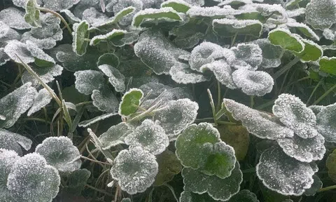 Miền Tây Nghệ An rét đậm, nhiệt độ giảm xuống -5°C, băng giá bao phủ