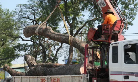 Hà Nội: Di dời, đốn hạ hàng chục cây xà cừ cổ thụ mở rộng đường hơn 3.000 tỷ đồng