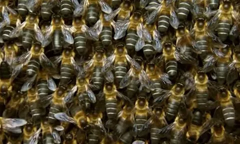 Đang "hóng chuyện", người phụ nữ bị trâu húc nguy kịch dù nhảy xuống ao vẫn không thoát