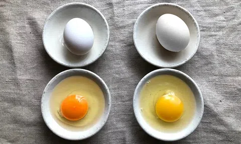Đập trứng gà lòng đỏ đậm và nhạt khác nhau: Chuyên gia tiết lộ "3 nhớ 2 không" để chọn trứng tốt nhất