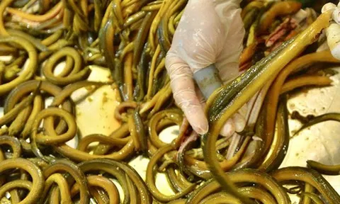 Đặc sản xứ Nghệ “bổ hơn sâm”: Thứ quà dân dã khiến ai thử cũng mê