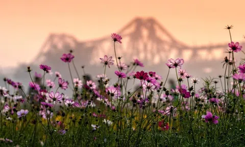 Vườn hoa cúc bướm nở rộ, nhuộm sắc xuân dưới chân cầu Long Biên