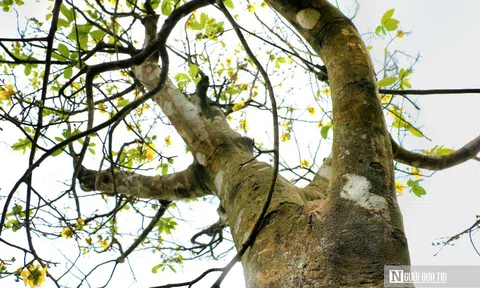 Vườn hoàng mai cổ ở Huế nở khoe sắc, báo hiệu Tết Nguyên đán cận kề