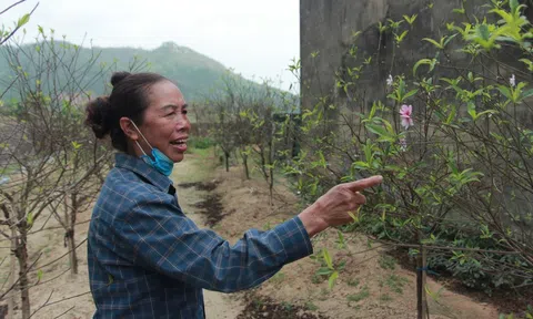 Làng đào Hà Tĩnh “nín thở” chờ vào vụ Tết