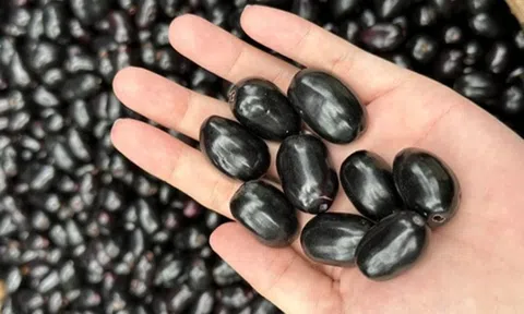 Quả dại Việt Nam nay thành đặc sản xuất ngoại, giá nửa triệu/kg vẫn đắt hàng