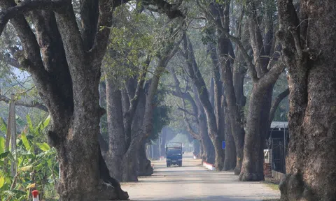 Hàng xà cừ trăm tuổi "độc nhất" trên đường lên di tích Am Tiên