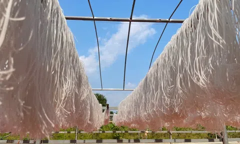 Vụ Tết bội thu, nghề miến dong truyền thống mang về tiền tỷ mỗi năm