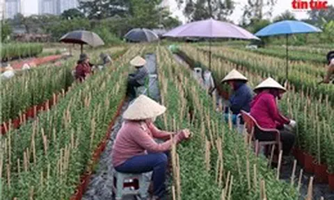 Làng hoa lớn nhất TP Hồ Chí Minh tất bật vào vụ hoa Tết