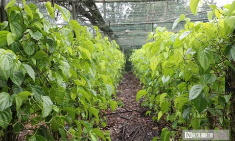 Trồng cây “đếm lá tính tiền”, nông dân Nghệ An thu bạc triệu dịp cận Tết