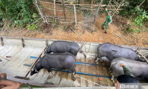 Niềm vui đầu năm của "vua trâu" sông Bồ