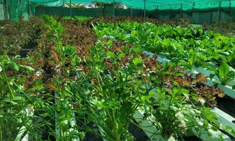 Vụ đông xuân 2025–2026: Vừa lấy nước, vừa chống rét để bảo đảm sản lượng gần 13 triệu tấn lúa