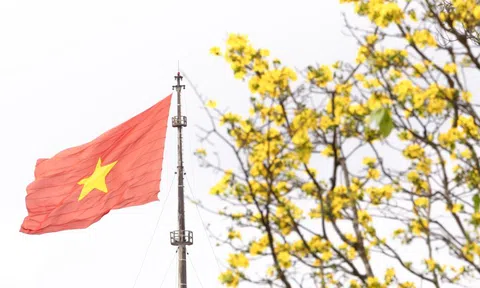 Vườn hoàng mai bung nở 'nhuộm vàng' không gian Di sản Huế