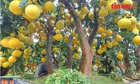 Bưởi Diễn vàng rực, sai trĩu quả 'xuống đường' phục vụ thị trường Tết