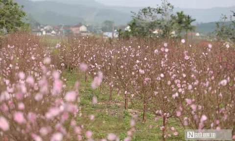 Đào nở rộ trước Tết, chủ vườn ở Nghệ An "đứng ngồi không yên"